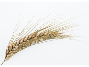 Defatted Rice Bran [탈지쌀겨] 스크럽제 ★업사이클